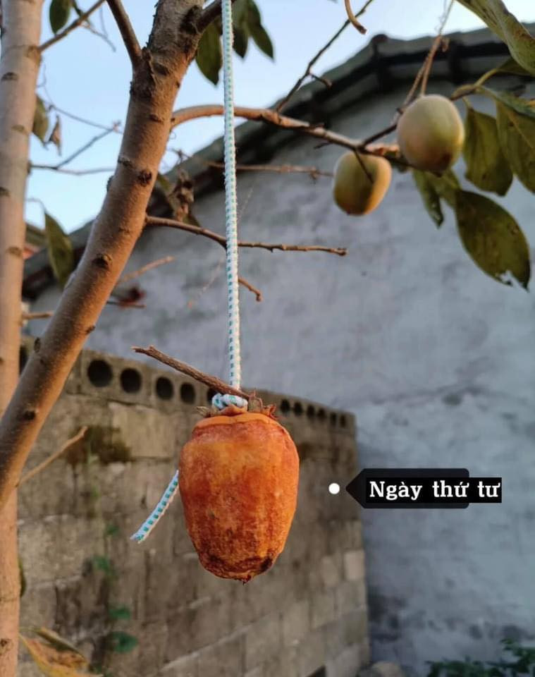 Tuy nhiên đến ngày thứ 4, thứ 5 thì có gì đó sai sai. Qủa hồng bắt đầu thâm lại và xuất hiện vết hỏng. Ảnh: Hoài Thương/Không sợ chó