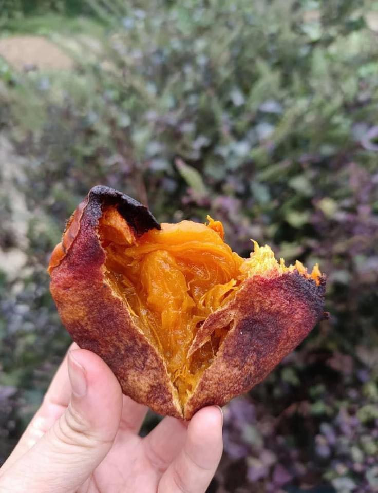 Ngoài ra, việc gọt vỏ và treo lên giữa vườn sẽ mất vệ sinh, chưa kể vi khuẩn xâm nhập dẫn đến quả hồng hỏng nhanh chóng. Ảnh: Hoài Thương/Không sợ chó