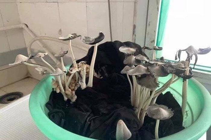 Lỡ quên không giặt quần áo trước khi về quê và cái kết, nấm đua nhau mọc lên.