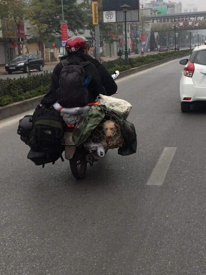 Hành lý chật kín yên trước yên sau nhưng vẫn có riêng chỗ ngồi dành cho "boss". Ảnh: Tổng hợp