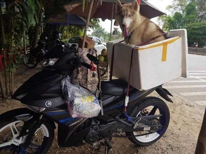 "Boss" nào có kích cỡ lớn thì sẽ được ngồi trong các thùng xốp, buộc chặt vào sau xe đảm bảo an toàn trên đường về quê.