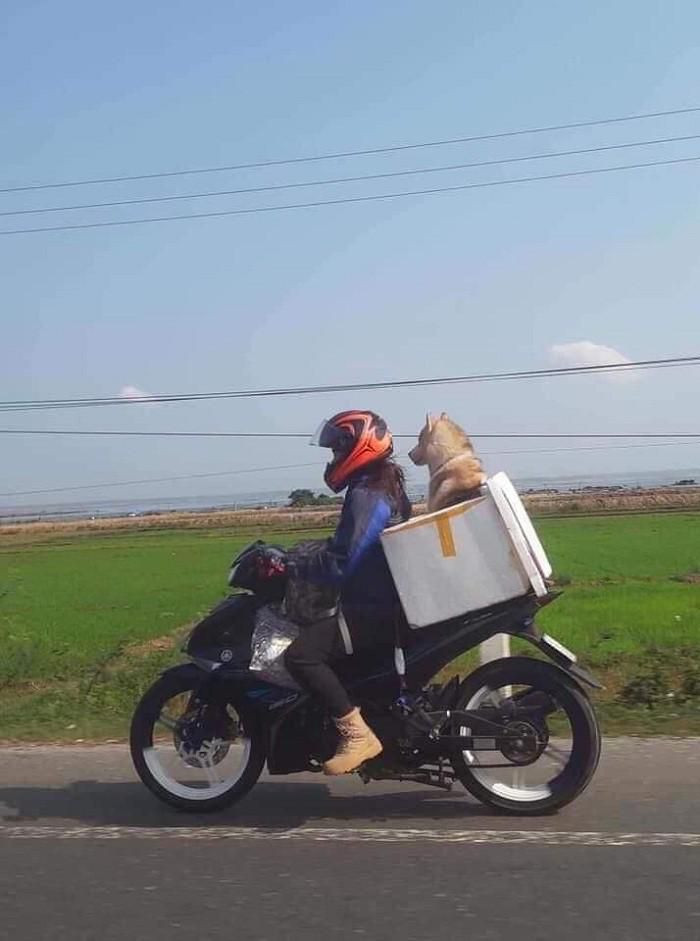 Các pet mà nhỏ bé thì nhét hẳn vào cặp rồi đeo theo. Đôi khi các "sen" còn cẩn thận mặc áo cho đỡ gió lạnh.