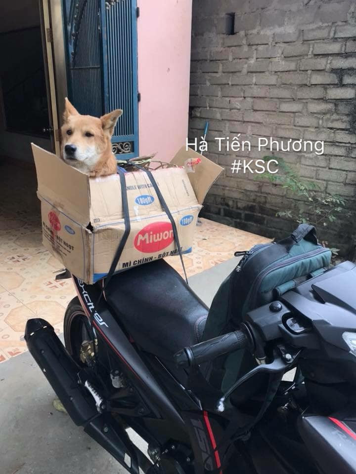 Dù đây là vấn đề nan giải trên đường di chuyển về quê nhưng cái khó ló cái khôn, các "sen" bèn tận dụng sự ứng phó linh hoạt của mình để rồi từ đó cho ra đời muôn vàn cách rước những thú cưng chó mèo về nhà khiến người xem thích thú.