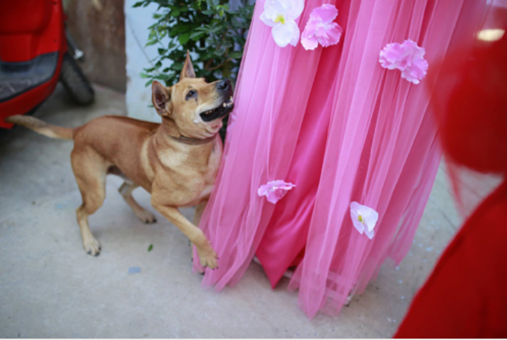 Khi cô dâu trang điểm, thay đồ xong, xuống nhà để chụp hình kỷ niệm với bạn bè thì thấy chú chó ngồi dậy, khuôn mặt rất hốt hoảng. Đến khi cô dâu đi tới cổng thì chú chó Ki nhảy lên, ôm chồm lấy cô dâu vừa mừng, vừa khóc