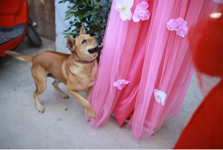 Khi cô dâu trang điểm, thay đồ xong, xuống nhà để chụp hình kỷ niệm với bạn bè thì thấy chú chó ngồi dậy, khuôn mặt rất hốt hoảng. Đến khi cô dâu đi tới cổng thì chú chó Ki nhảy lên, ôm chồm lấy cô dâu vừa mừng, vừa khóc