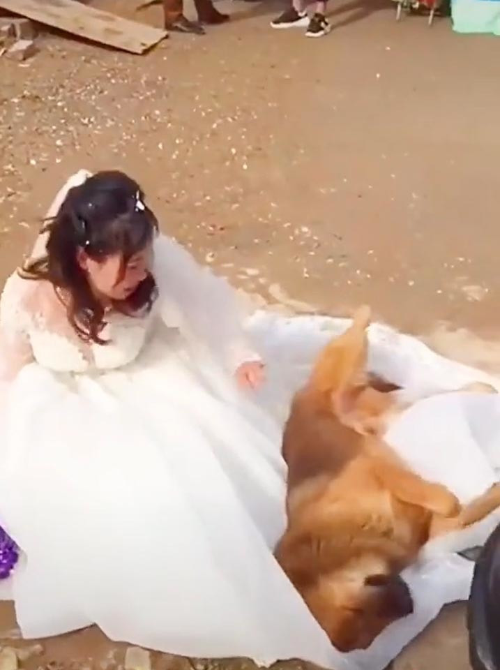 Mới đây, trên mạng xã hội chia sẻ đoạn clip chú chó liên tục làm nũng, ôm chân, quẩn quanh bên cô dâu trong ngày lấy chồng. Mặc dù xuất hiện đã lâu nhưng gần đây câu chuyện được cư dân mạng "đào lại" và gây sốt.