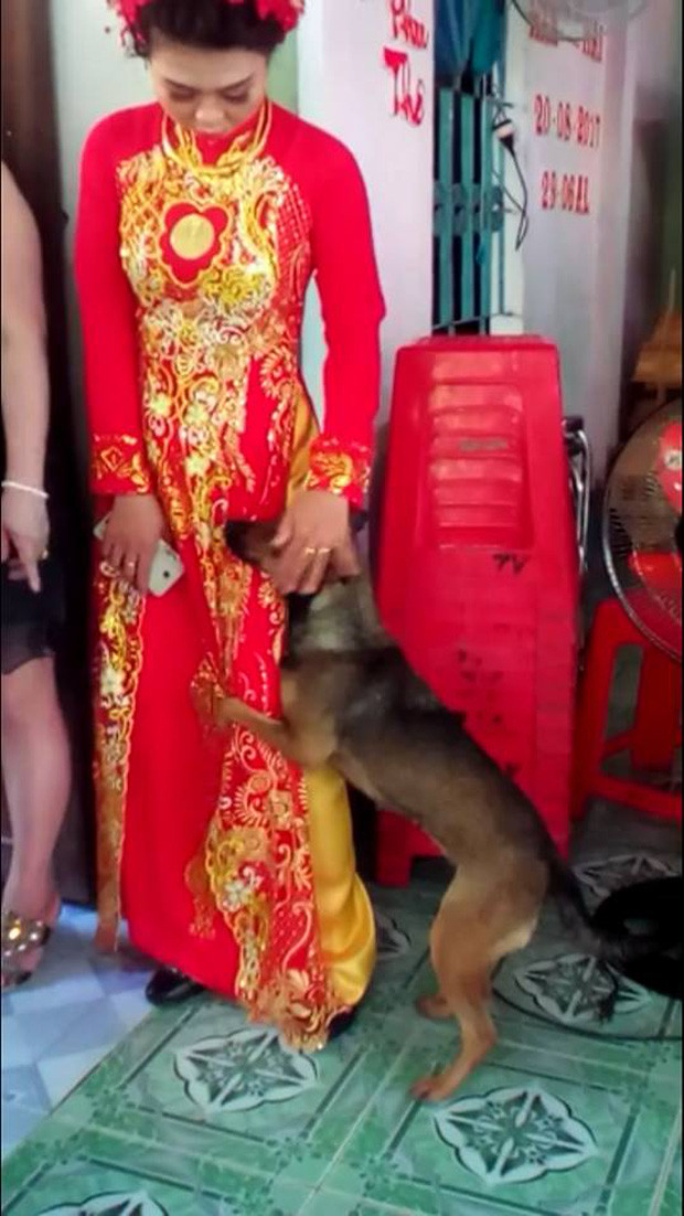 Hình ảnh chú chó nhỏ liên tục ôm chân, quẩn quanh bên cô dâu khi thấy cô chủ mình trang điểm xinh đẹp chuẩn bị về nhà chồng khiến nhiều người xúc động.