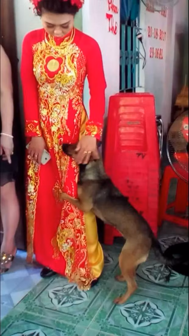 Hình ảnh chú chó nhỏ liên tục ôm chân, quẩn quanh bên cô dâu khi thấy cô chủ mình trang điểm xinh đẹp chuẩn bị về nhà chồng khiến nhiều người xúc động.
