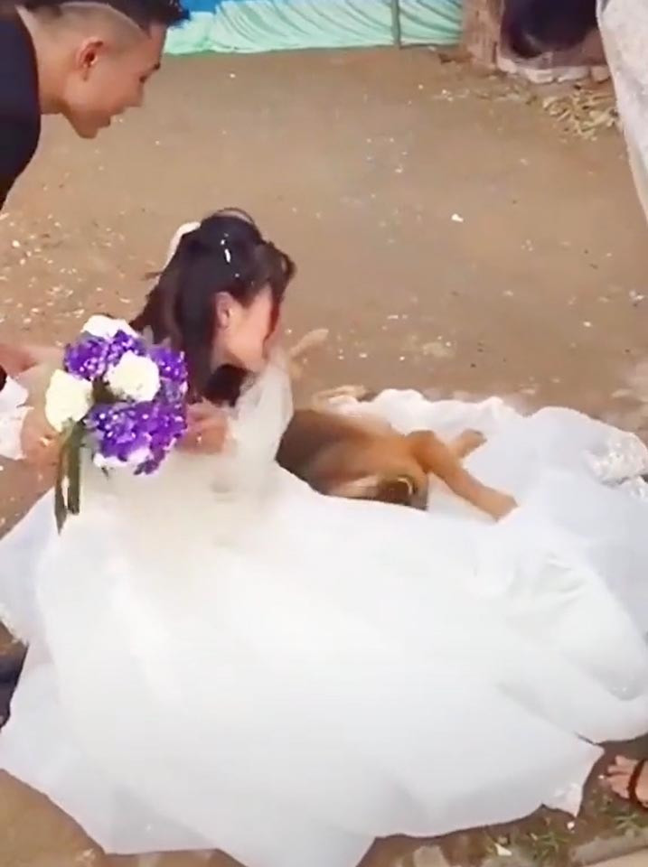 Cuối cùng quá bất lực, mọi người xung quanh phải xúm vào “bế” chú chó ra nơi khác. Câu chuyện này khiến cư dân mạng được dịp bình luận rôm rả, vừa thích thú lại cảm thấy ấm lòng trước tình cảm mà chú chó dành cho cô chủ của mình.