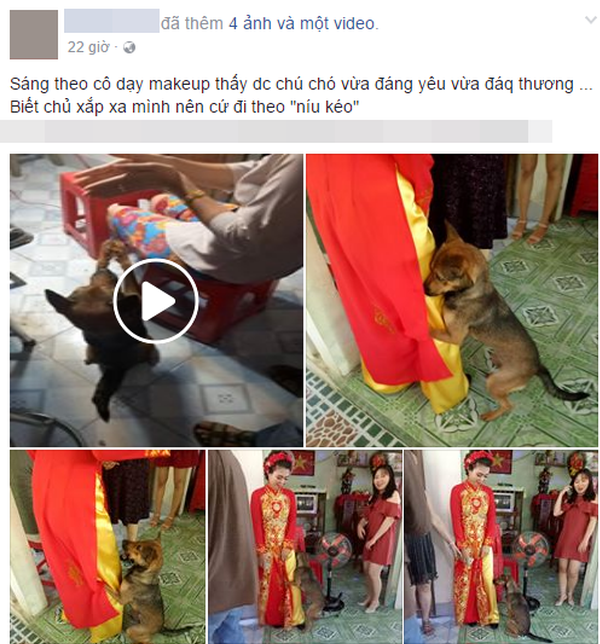 Có lẽ chúng ta không cần phải nói nhiều về tình cảm của những chú chó với chủ nhân của mình, đặc biệt là với cô chủ. Trước đây MXH từng xuất hiện khá nhiều cảnh cún cưng quấn chủ không rời trong ngày lấy chồng.