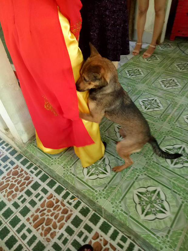 Sau khi được chia sẻ lên mạng xã hội, hình ảnh đã thu hút sự chú ý cùng rất nhiều bình luận xúc động trước hình ảnh chú chó trung thành và đầy tình cảm với cô chủ.