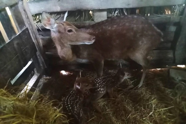 Nguoi dan thich thu den ngam huou sao sinh doi o Ha Tinh