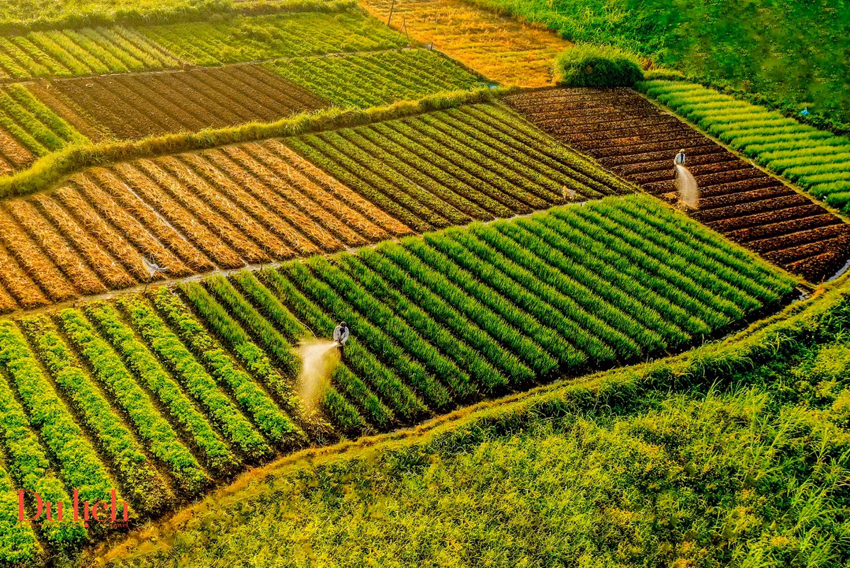 Du khách về thăm vùng cửa Đại có thể thưởng ngoạn bức tranh thiên nhiên thanh bình ở các làng trồng rau hay trải nghiệm cùng người dân thả lưới đánh bắt cá hay cào don, nhủi hến; thưởng thức nhiều món ăn dân giã đậm đà hương vị đồng quê bên dòng sông Trà Khúc.