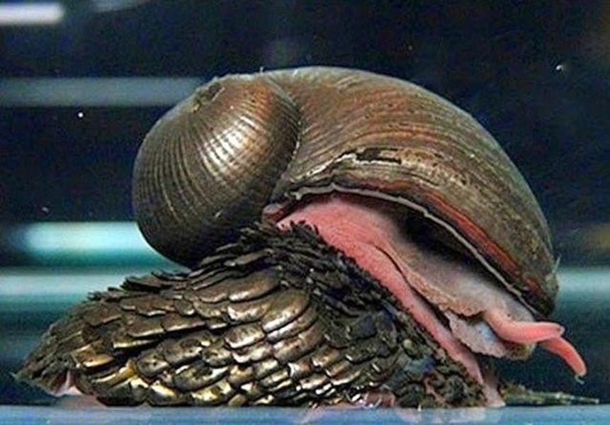 Loài ốc sên chân vảy (Chrysomallon squamiferum) có lớp vảy bằng sắt.
