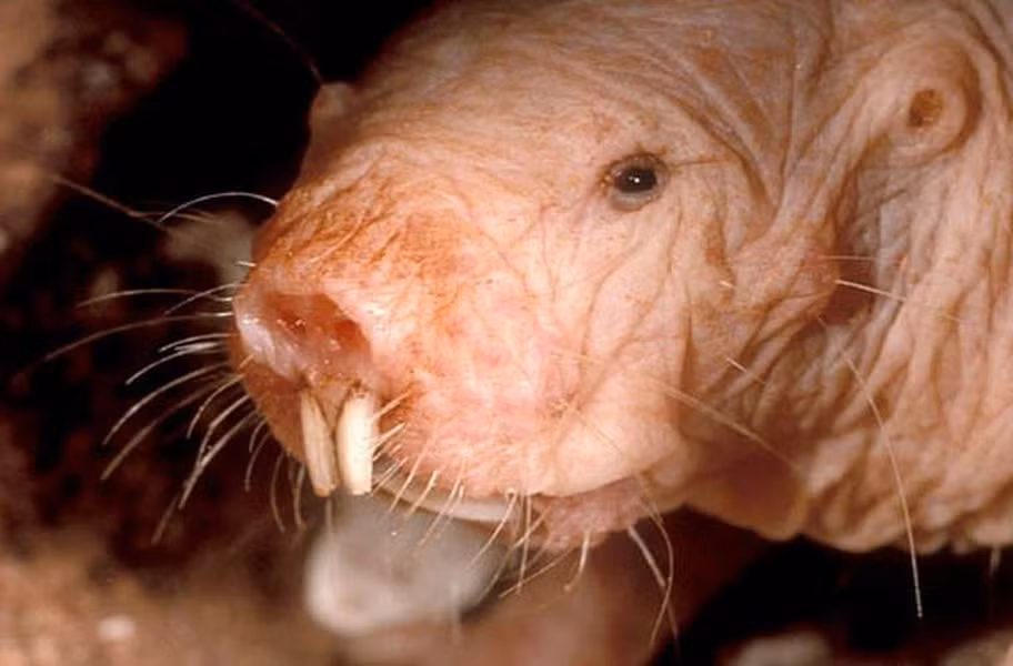 Chuột chũi Đông Phi (Naked Mole Rat) miễn dịch với ung thư.