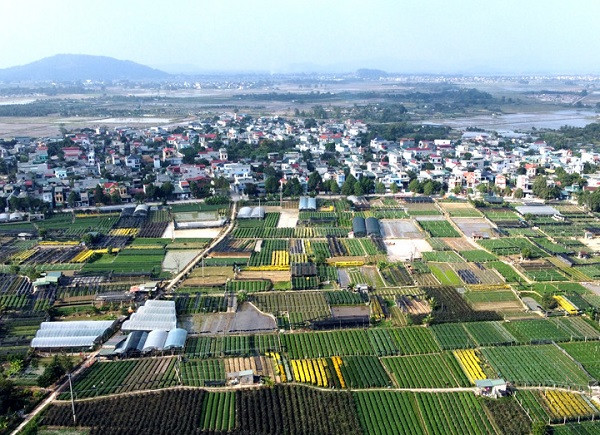 Lang hoa rong tram hec ta o Thanh Hoa hoi ha vao Tet