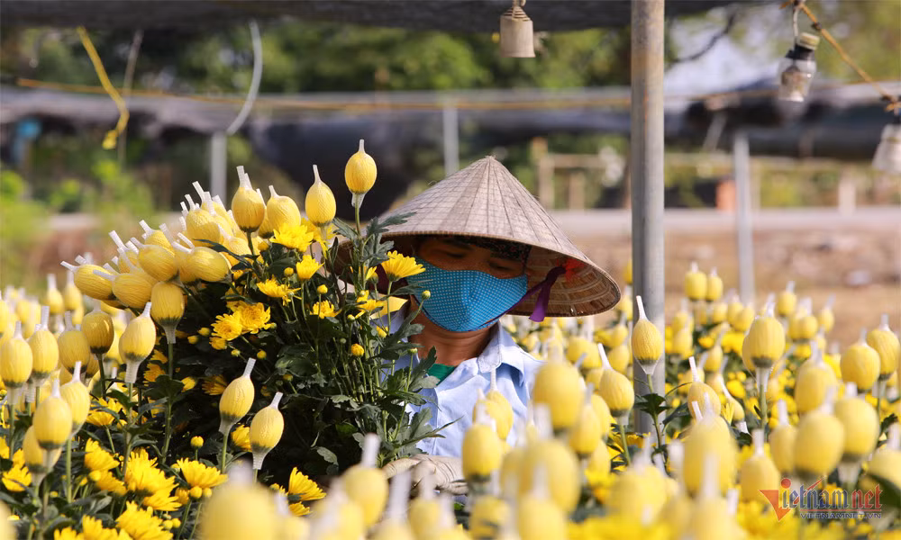 Lang hoa rong tram hec ta o Thanh Hoa hoi ha vao Tet-Hinh-8