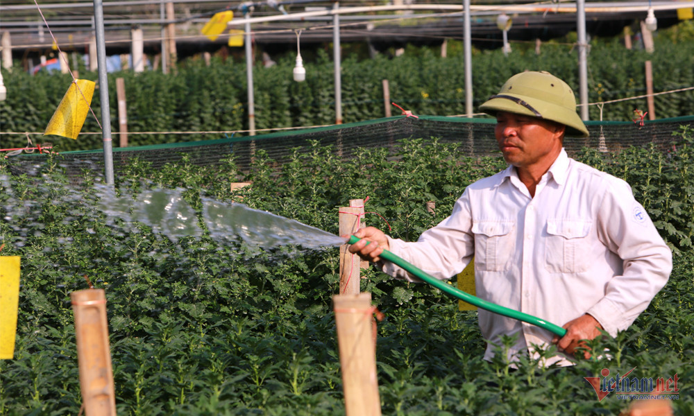 Lang hoa rong tram hec ta o Thanh Hoa hoi ha vao Tet-Hinh-7