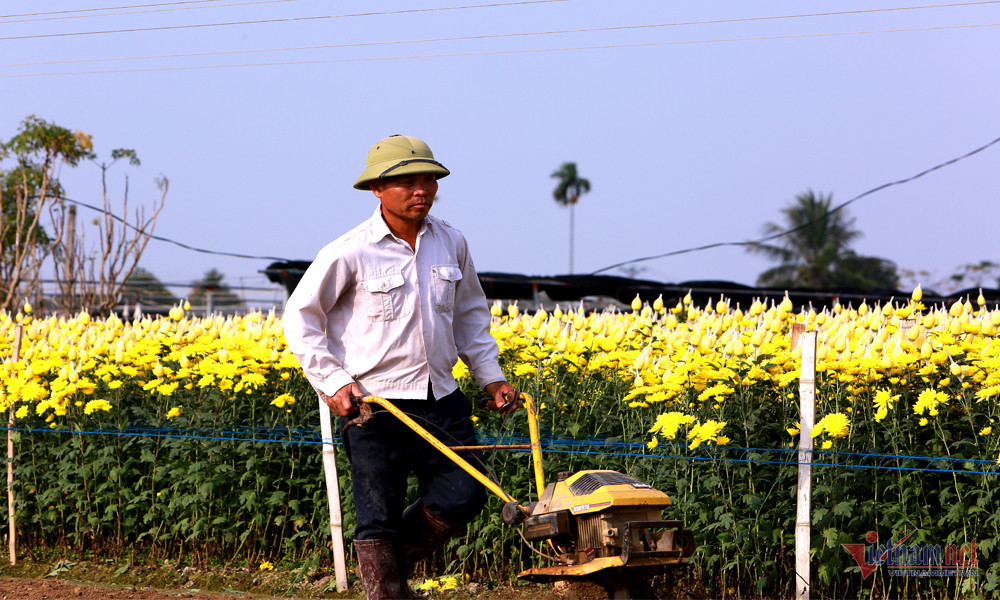 Lang hoa rong tram hec ta o Thanh Hoa hoi ha vao Tet-Hinh-5
