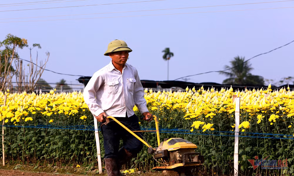 Lang hoa rong tram hec ta o Thanh Hoa hoi ha vao Tet-Hinh-5