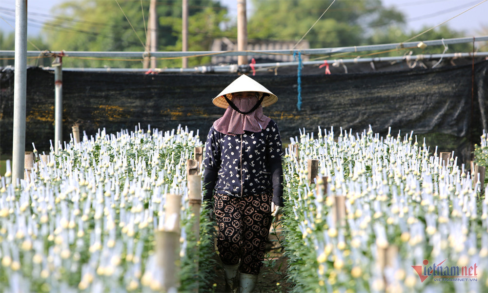 Lang hoa rong tram hec ta o Thanh Hoa hoi ha vao Tet-Hinh-3