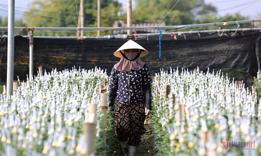 Lang hoa rong tram hec ta o Thanh Hoa hoi ha vao Tet-Hinh-3