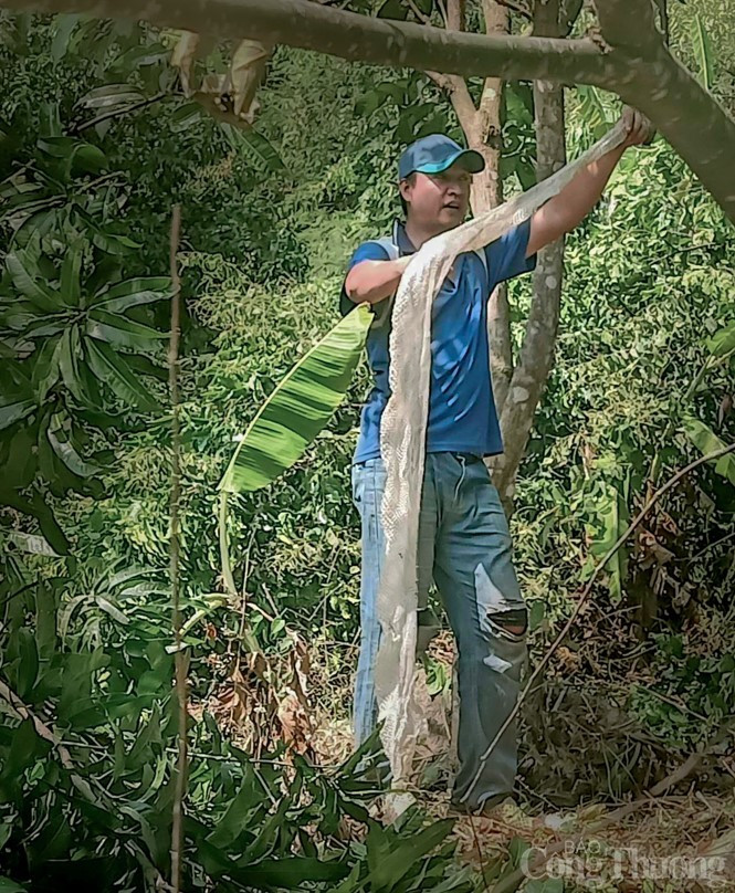Phat hien bo da ran khong lo tren nui Cam o An Giang