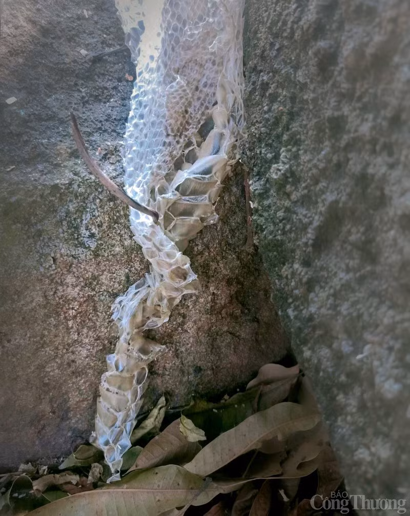 Phat hien bo da ran khong lo tren nui Cam o An Giang-Hinh-3