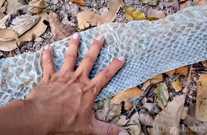 Phat hien bo da ran khong lo tren nui Cam o An Giang-Hinh-4