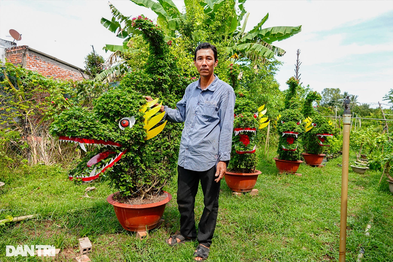 Anh Đỗ Trung Thắng ngụ xã Hưng Khánh Trung B (huyện Chợ Lách, Bến Tre) bên 6 chậu hoa giấy có hình dáng "cá hóa rồng". Chủ vườn cho biết, nhằm đáp ứng sở thích trang trí nhà cửa bằng hoa kiểng độc lạ, đây là lần đầu anh Thắng tạo hình hoa giấy thành hình linh vật. Giá thành 2 triệu đồng/chậu.