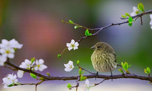 Khai tam cho mua xuan moi