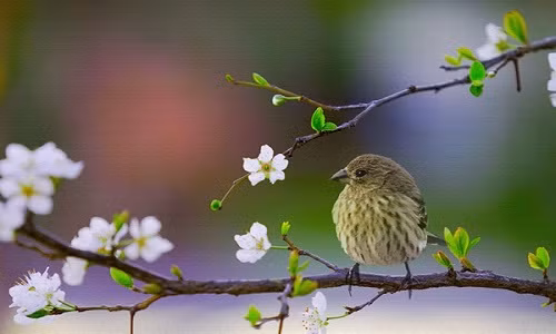 Khai tam cho mua xuan moi