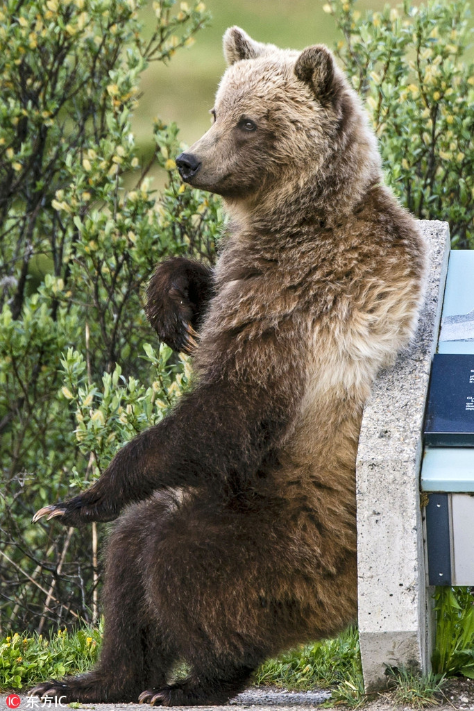 Su that thuong cam sau anh gau nau hoang da nhay goi cam-Hinh-5