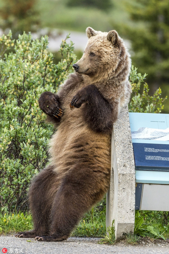 Su that thuong cam sau anh gau nau hoang da nhay goi cam-Hinh-4