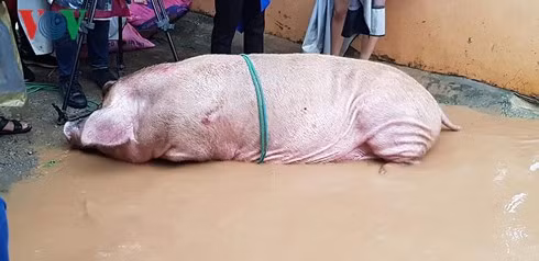 Son La: Mua lu lich su tai Mai Son, dan cuong cuong chay thoat than-Hinh-2