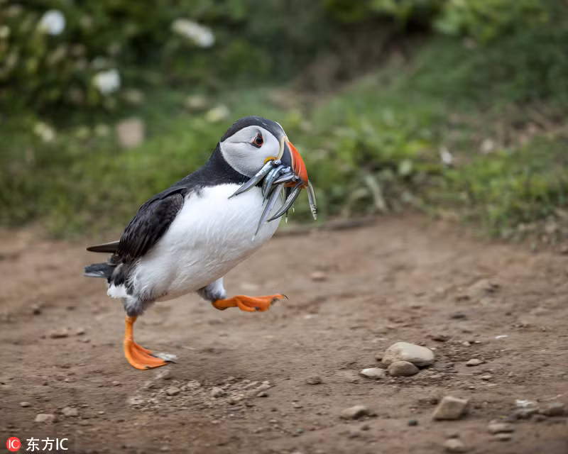 Chim bien gay sung sot vi chiec mom co “1-0-2“-Hinh-3