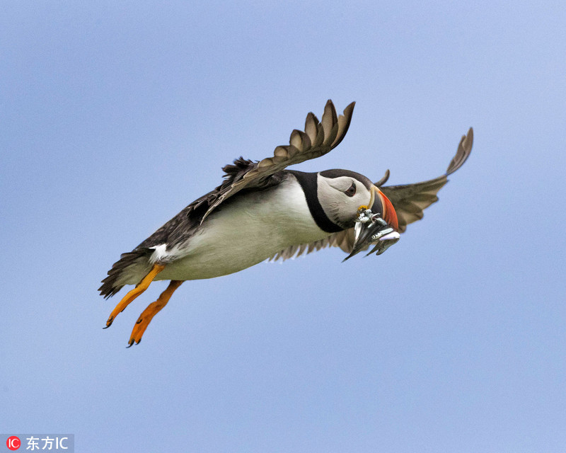 Chim bien gay sung sot vi chiec mom co “1-0-2“-Hinh-2