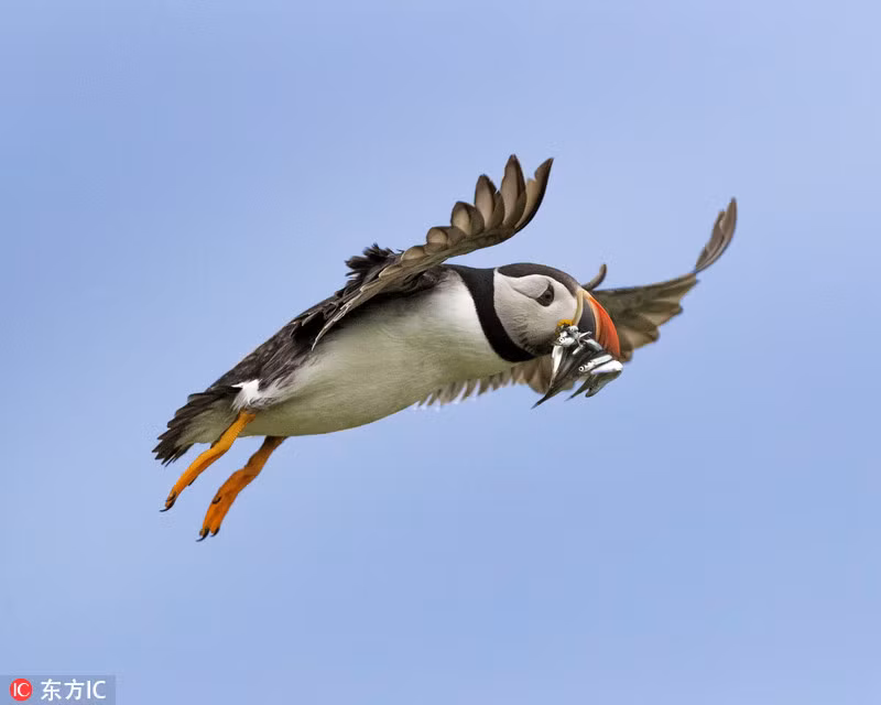 Chim bien gay sung sot vi chiec mom co “1-0-2“-Hinh-2