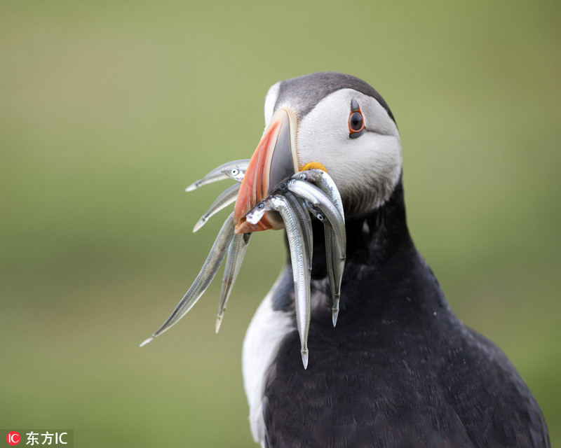 Chim bien gay sung sot vi chiec mom co “1-0-2“