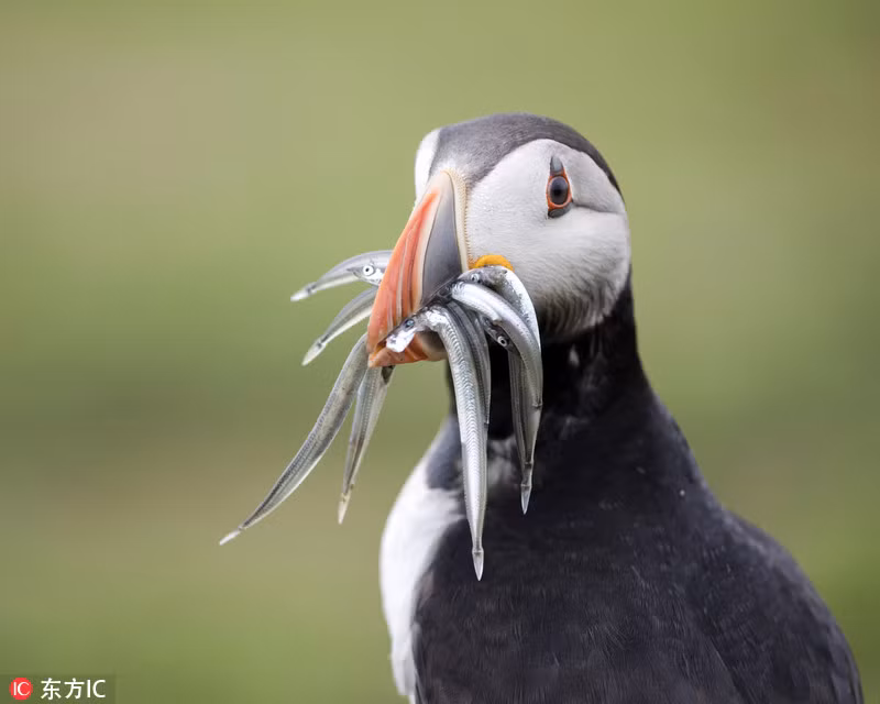 Chim bien gay sung sot vi chiec mom co “1-0-2“