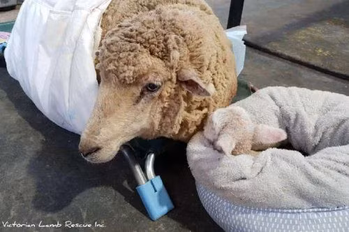 Trong suốt cuộc phẫu thuật, Elmina vô cùng dũng cảm, khiến nhóm nhân viên cứu hộ phải cảm phục. Đặc biệt, dù không còn chút sức lực nào, cừu mẹ Elmina vẫn quan sát và lo lắng cho đứa con của mình. Ngược lại, cừu con Razili cũng rất quấn quýt bên mẹ. Cũng nhờ có Razili, cừu mẹ Elmina có thể kiên cường đến cùng.