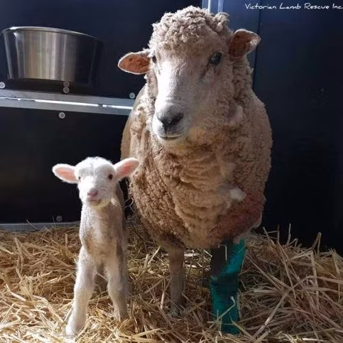 Câu chuyện về cừu mẹ dũng cảm lấy thân mình che chở cho con sau đó đã được đăng tải trên mạng xã hội, thu hút sự quan tâm, chú ý của mọi người. Rất nhiều người cho biết, phần cảm hứng nhất trong câu chuyện này là sự kết nối chặt chẽ giữa cừu mẹ và cừu con. Điều đó chứng minh, đối với mọi loài động vật, tình mẫu tử vẫn luôn thiêng liêng và cao đẹp nhất.