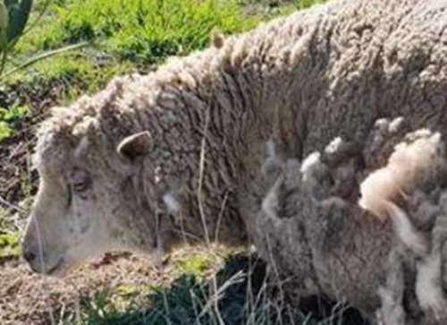 Trước sự tấn công điên cuồng của con chó hoang, cừu mẹ Elmina đã giấu cừu con dưới cơ thể mình, che chắn bốn phía, giúp cừu con không bị thương. Bên cạnh đó, Elmina cũng cố gắng chống trả không mệt mỏi, hy vọng rằng sự kiên cường của mình có thể làm con chó hoang nản lòng. Đổi lại, Elmina đã bị thương rất nặng.