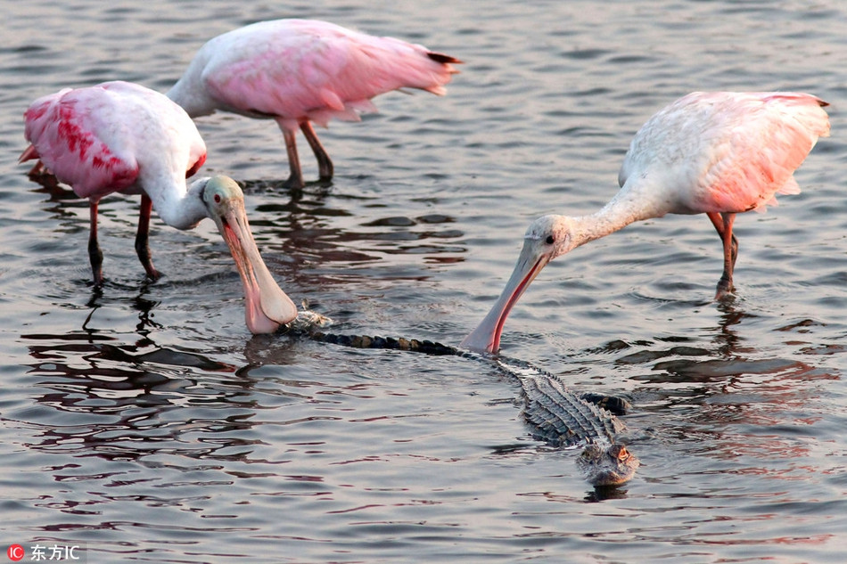 Cá sấu nổi tiếng là loài động vật máu lạnh. Chúng không chỉ săn giết các loài động vật cỡ lớn như linh dương, ngựa vằn mà còn sẵn sàng ăn thịt cả những con chim sống cộng sinh. Thế nhưng, trong khoảnh khắc này, cá sấu lại là kẻ thất thế.
