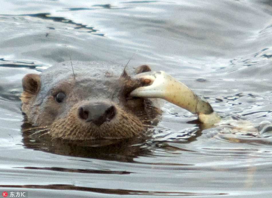 Nổi tiếng là loài động vật hung hăng và khát máu nếu bị quấy rầy, thế nhưng con rái cá này dường như bất lực khi bị cua đá dùng chiếc càng to khỏe cặp chặt lấy mắt.
