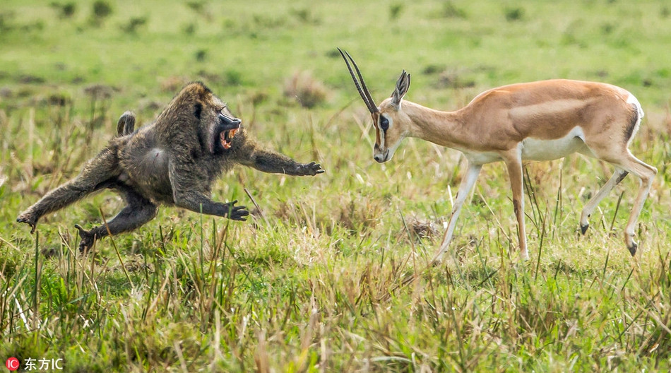 Để bảo vệ con mình, linh dương mẹ mặc dù yếu ớt nhưng vẫn quyết định liều mạng tử chiến với khỉ đầu chó. Sự liều lĩnh của linh dương khiến khỉ đầu chó phải dè chừng và bớt hung hăng.