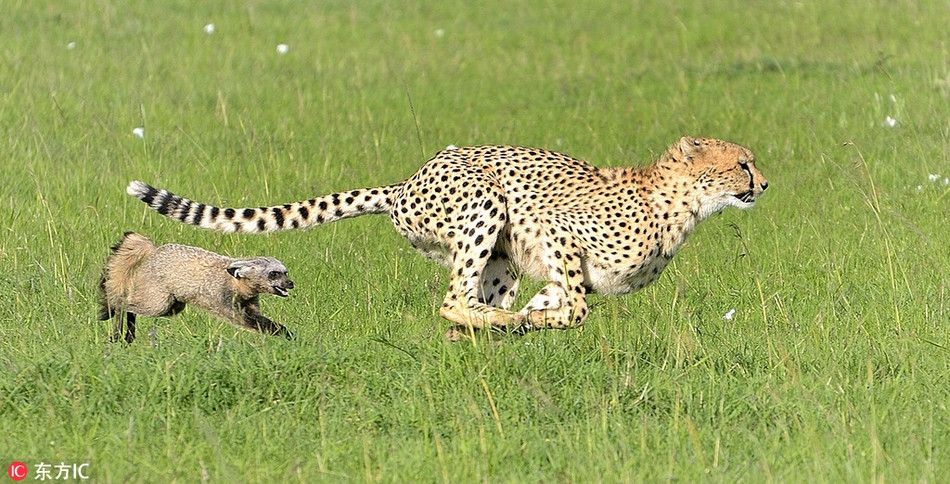 Tương tự, khi gặp phải con mồi nhỏ hơn, yếu hơn nhưng liều lĩnh, báo đốm thường lựa chọn phương án bỏ chạy để bảo toàn thực lực.