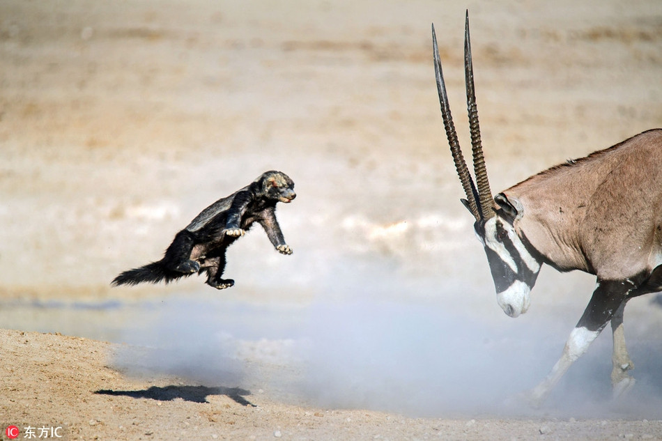 Trong ảnh là màn đọ sức của một con lửng mật và linh dương, cuộc đấu không cân sức trong thế giới động vật hoang dã. Dù không hề cân sức, bị húc bay và tổn thương nhiều lần, lửng mật vẫn không chịu từ bỏ, nó khiến con linh dương chán nản và cuối cùng phải bỏ đi.