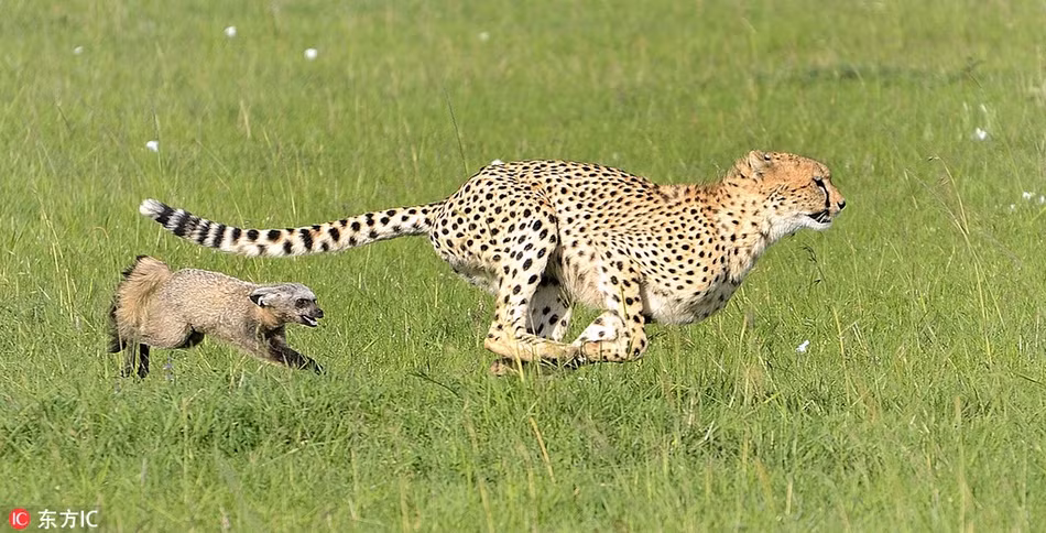 Tương tự, khi gặp phải con mồi nhỏ hơn, yếu hơn nhưng liều lĩnh, báo đốm thường lựa chọn phương án bỏ chạy để bảo toàn thực lực.