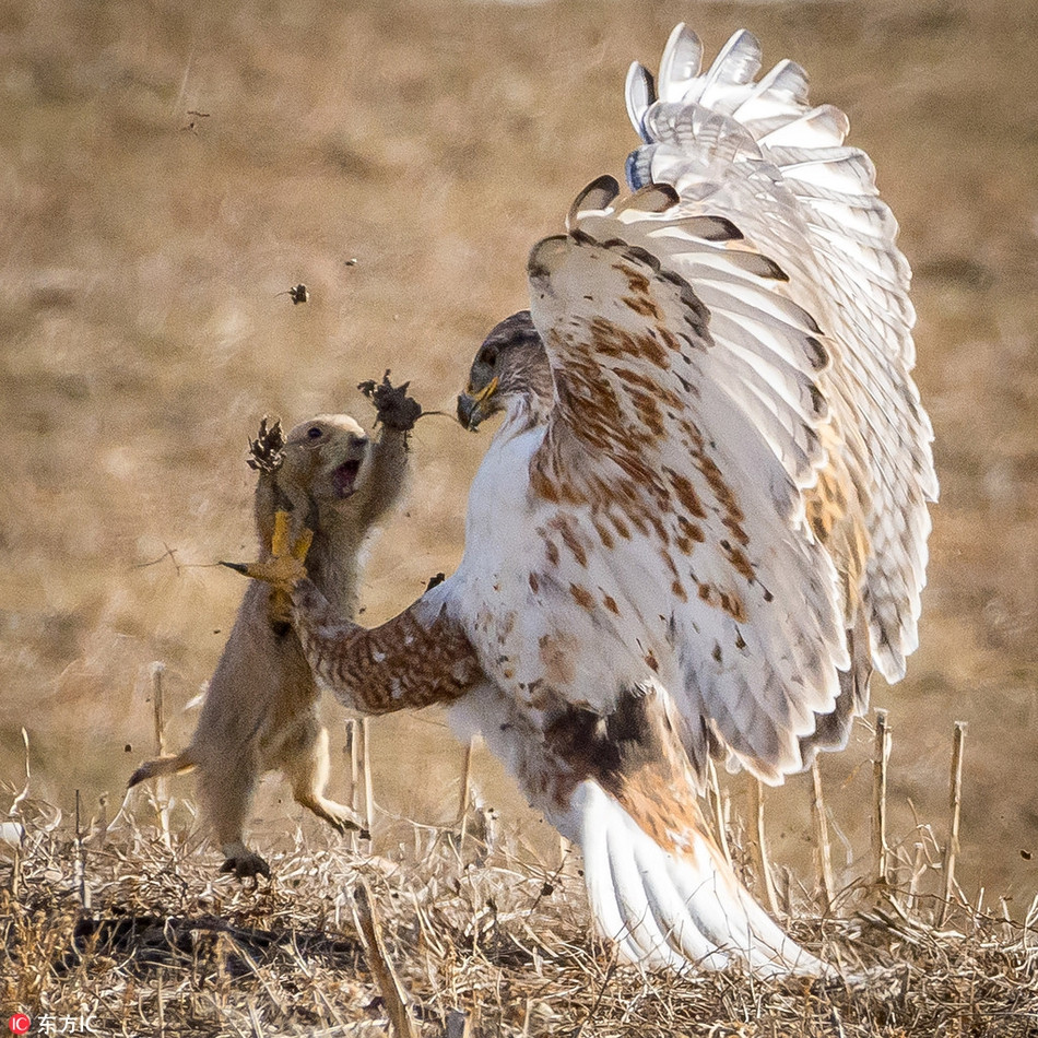 Thông thường, đại bàng luôn luôn chiến thắng và săn giết thành công cầy thảo nguyên. Tuy nhiên, không phải lúc nào kẻ mạnh cũng là kẻ chiến thắng, nhất là khi kẻ yếu đã không còn gì để mất, kiên quyết chống lại.